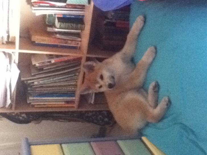Mizuki - Akita Inu (7 mois)