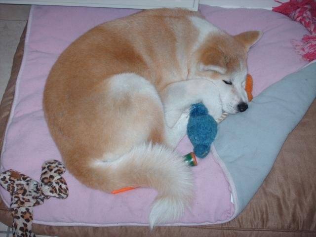 Suki - Akita Inu - Akita Inu