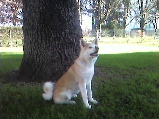 Suki - akita inu - Akita Inu