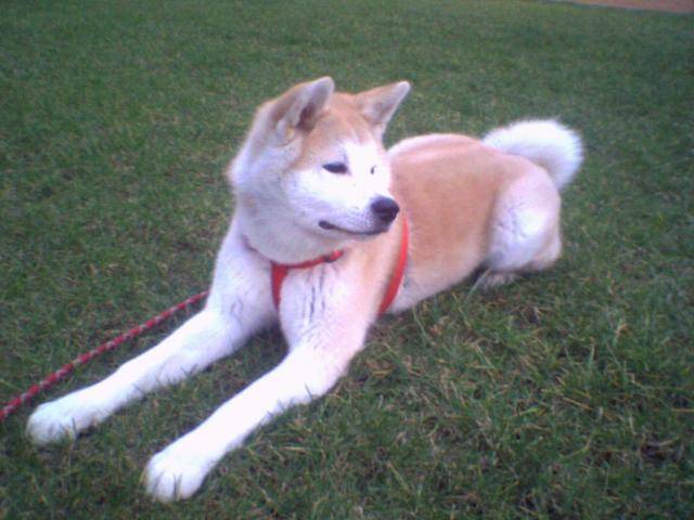 Suki - akita inu - Akita Inu