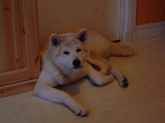 Akita Inu : YUKI - Akita Inu