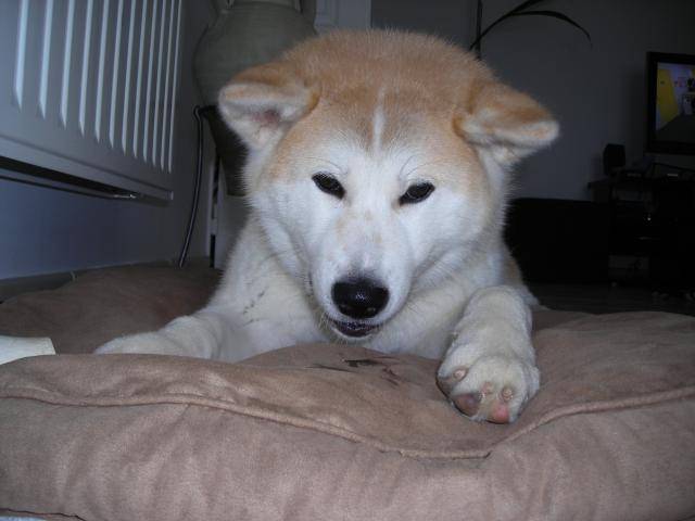 suki - akita inu - Akita Inu