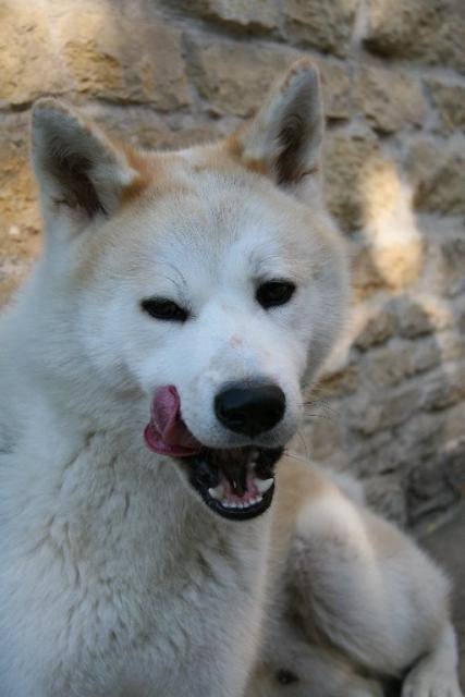 Baïko, akita inu (2) - Akita Inu