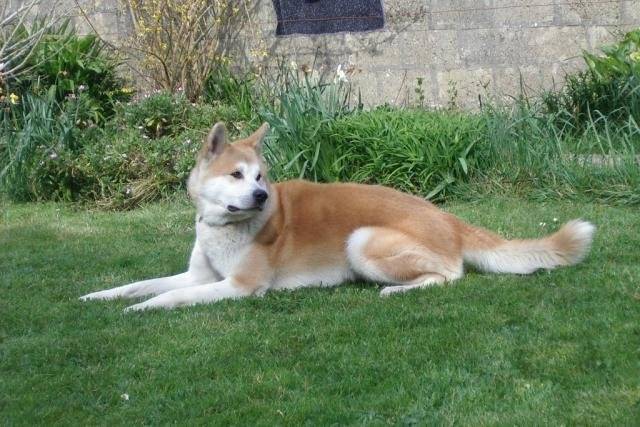 AKITA INU TAIKO - Akita Inu