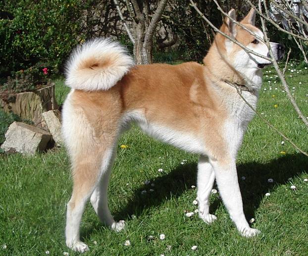 AKITA INU TAIKO - Akita Inu