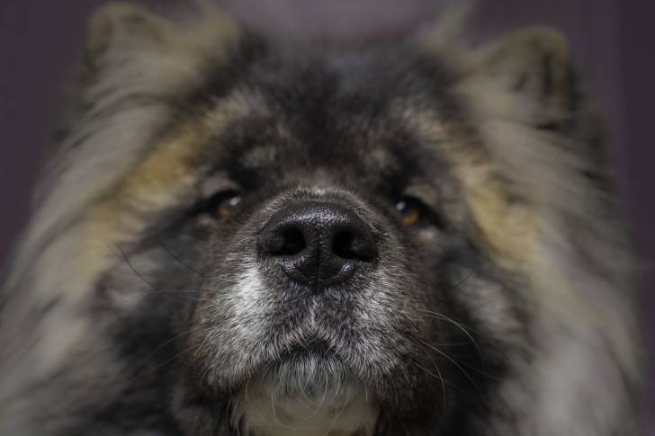 Photo Akita Inu