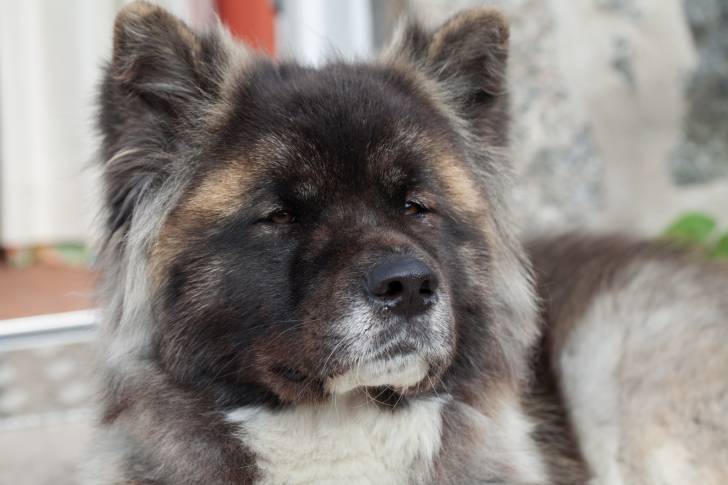 Photo Akita Inu