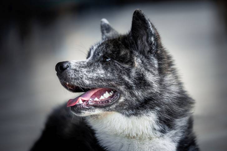 Photo Akita Inu