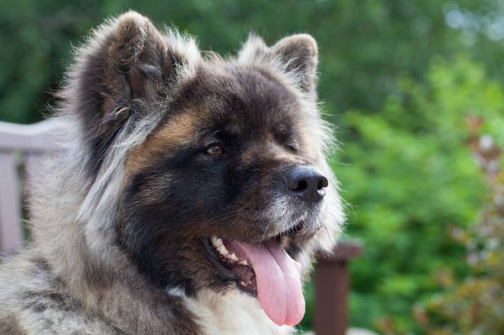 Photo Akita Inu