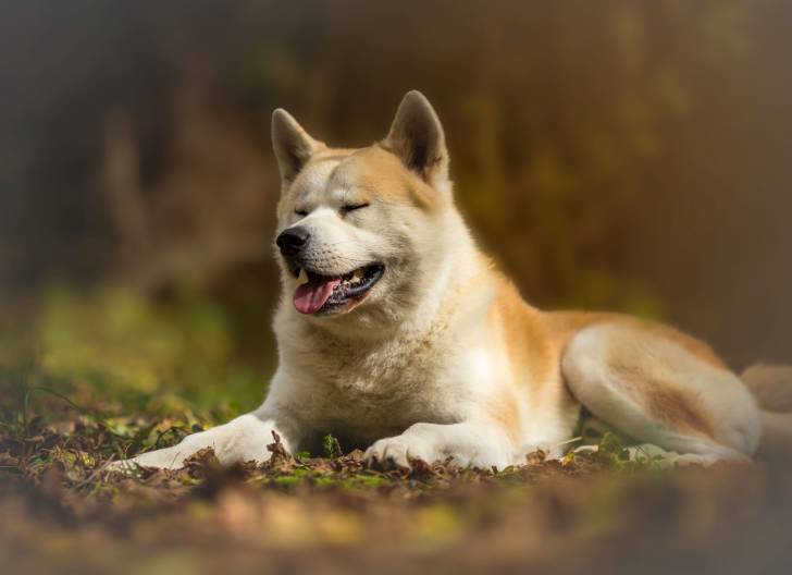 Un Akita Inu allongé dehors avec la gueule ouverte