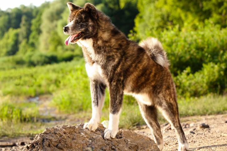 Un Akita Inu bringé en position statique sur un rocher