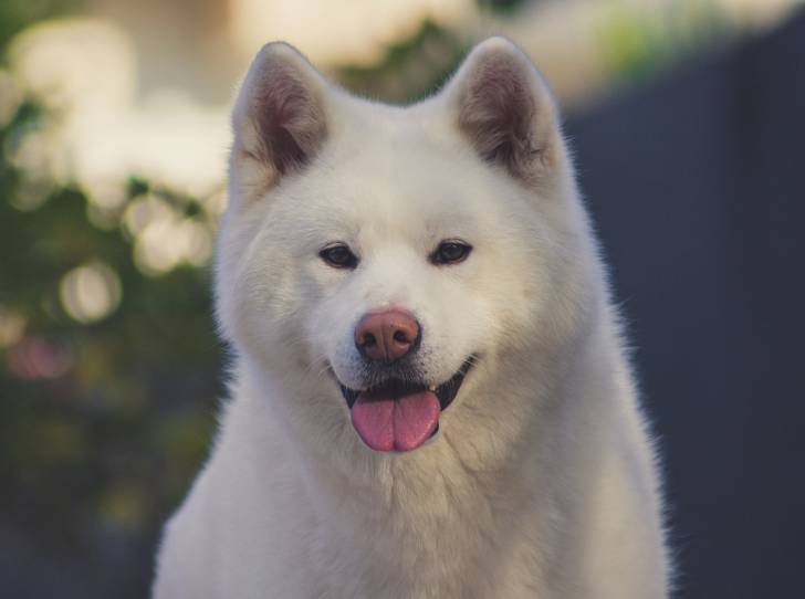 Un Akita Inu blanc