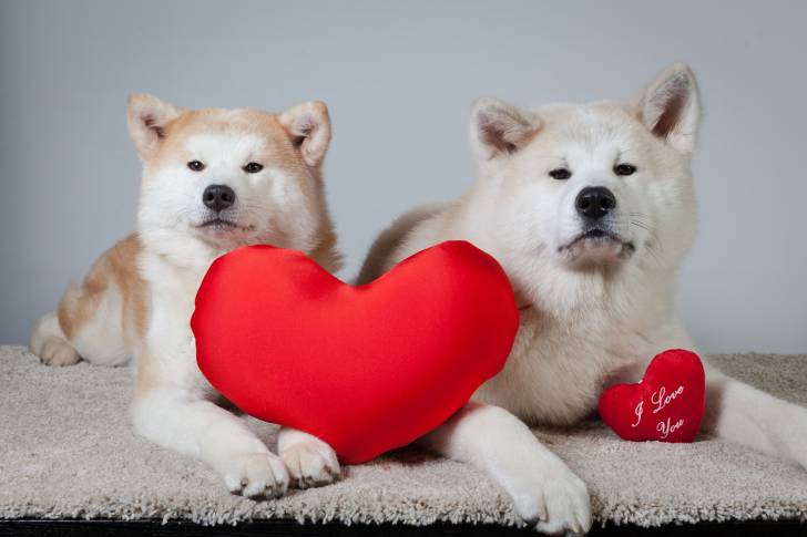 Deux Akitas Inus sur un tapis