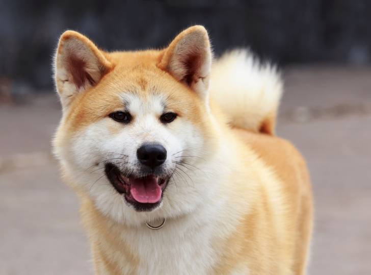 Un Akita Inu face à l'objectif