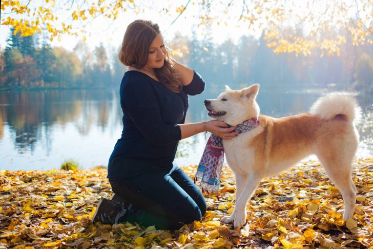 Un Akita Inu en train de se faire caresser par sa propriétaire pendant une promenade