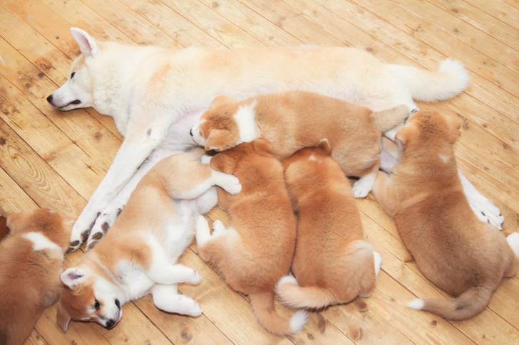 Une femelle Akita Inu en train d'allaiter ses chiots