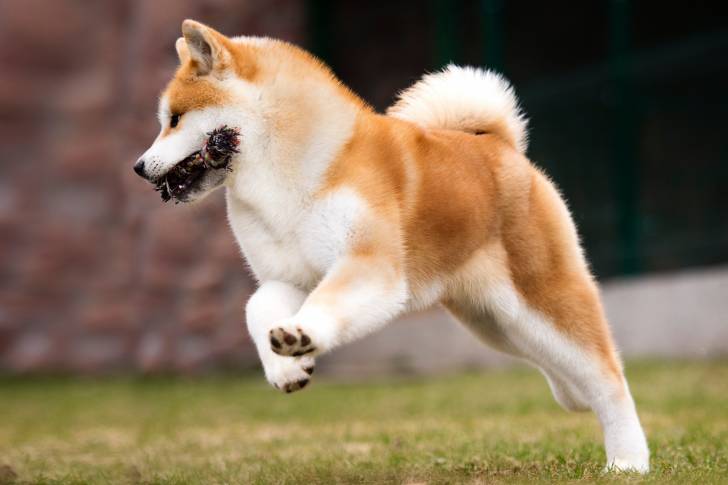Un Akita Inu en train de courir dans un parc avec un jouet dans la gueule