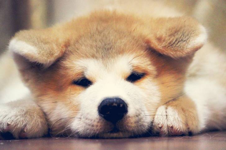 La tête d'un chiot Akita Inu
