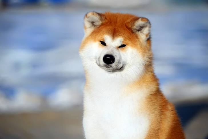 Un Akita Inu assis dehors