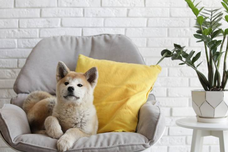 Un Akita Inu allongé sur un fauteuil dans un appartement