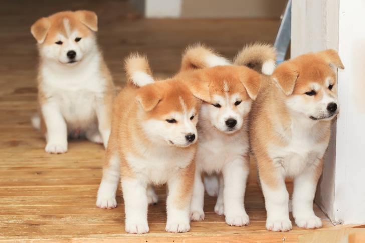 Une portée de chiots Akitas Inus