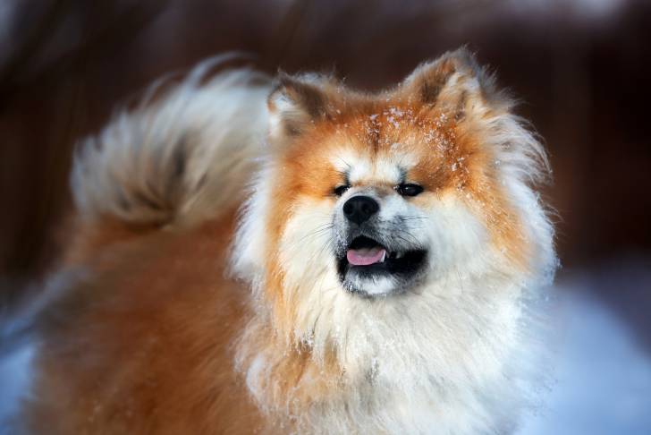 Vue proche d'un Akita Inu sous la neige