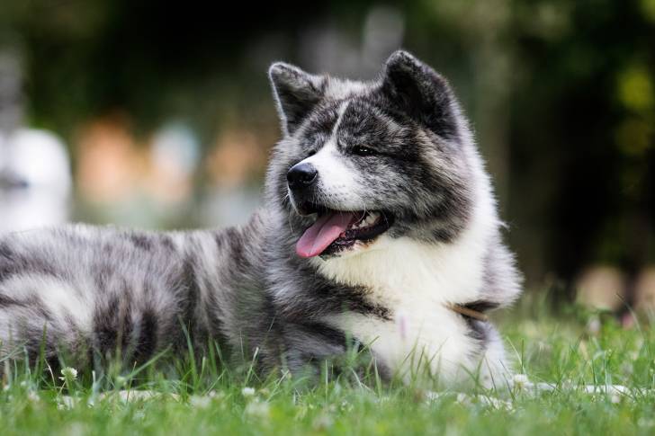 Photo Akita Inu