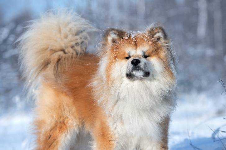 Un Akita Inu roux et blanc joue dans la neige