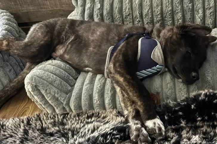 Un Akita Inu allongé et portant un harnais 