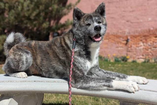 Un Akita Inu allongé sur une surface bétonnée et qui est tenu en laisse 