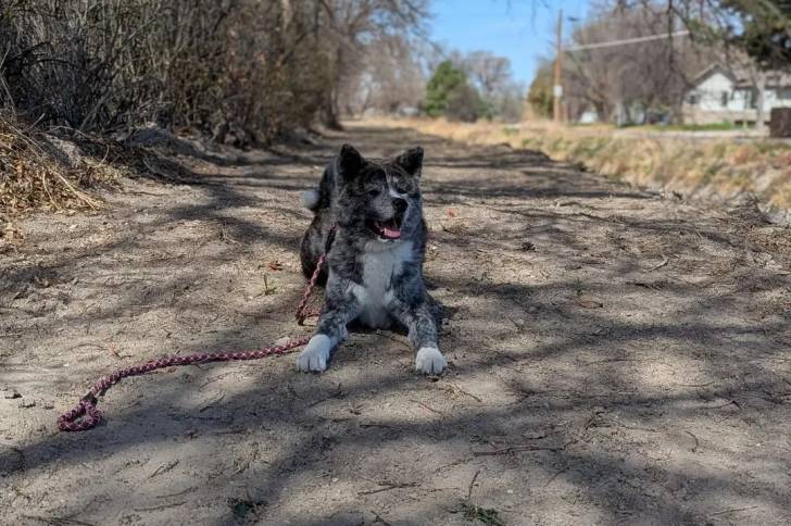 Un Akita Inu allongé sur une route et qui est tenu en laisse
