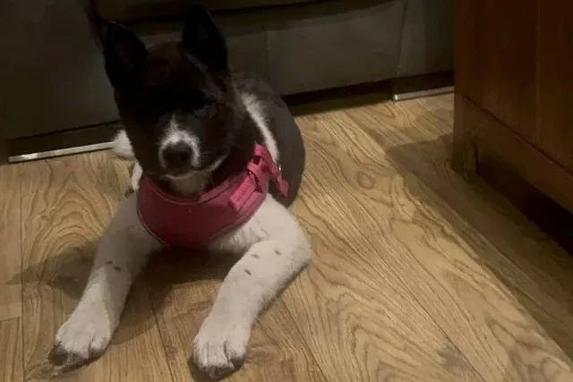 Un Akita Inu allongé sur un plancher et portant un harnais 