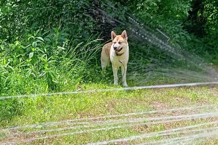 Un Akita Inu sur une surface herbacée et qui est tenu en laisse 