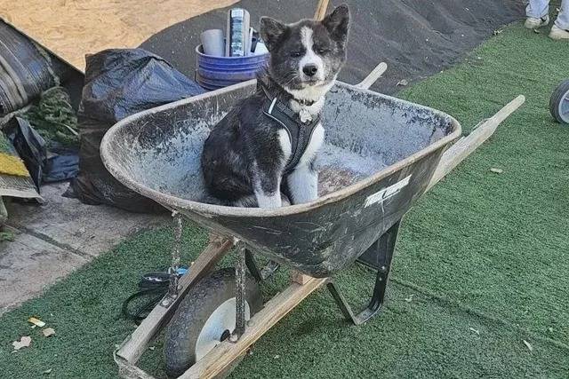 Un Akita Inu assis dans une brouette et portant un harnais 