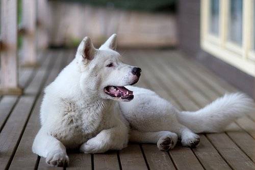 Klavier - Akita Inu Mâle (2 ans)
