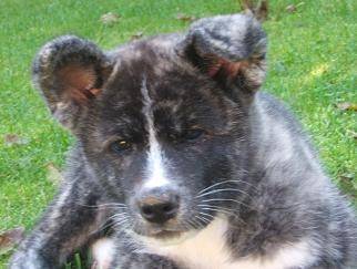 A'Kyira - Akita Inu (6 ans)