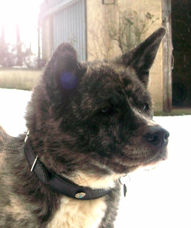 A'Kyira - Akita Inu (6 ans)
