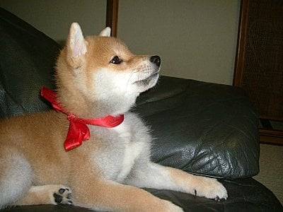 Légende - Akita Inu (8 mois)