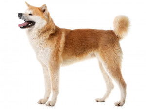 Un Akita Inu en position statique sur fond blanc