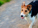 Dolly - Fox Terrier à Poil Lisse (3 ans)