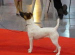 Angie de Camp Rémy : fox terrier à poil lisse - Fox Terrier à Poil Lisse