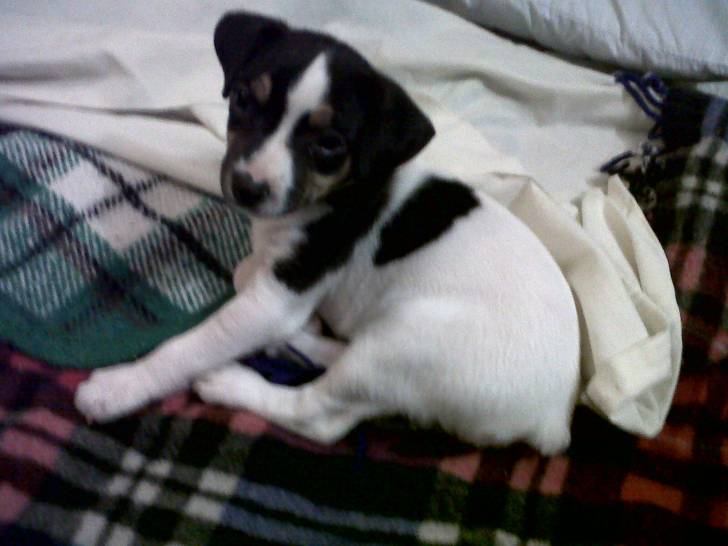 Jessy - Fox Terrier à Poil Lisse (2 mois)