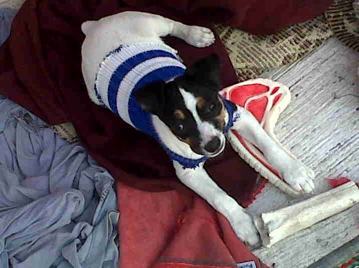 Jessy - Fox Terrier à Poil Lisse (8 mois)