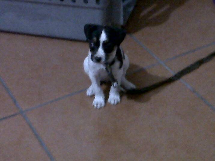 Jessy - Fox Terrier à Poil Lisse (2 mois)
