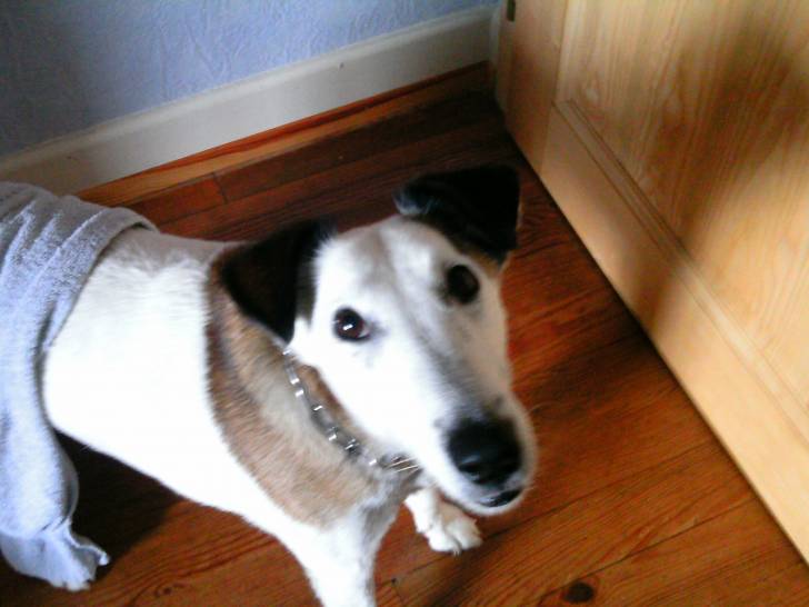 Uska - Fox Terrier à Poil Lisse Mâle (9 ans)