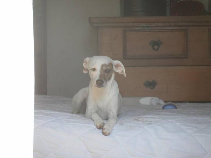 Kuki - Fox Terrier à Poil Lisse (2 ans)
