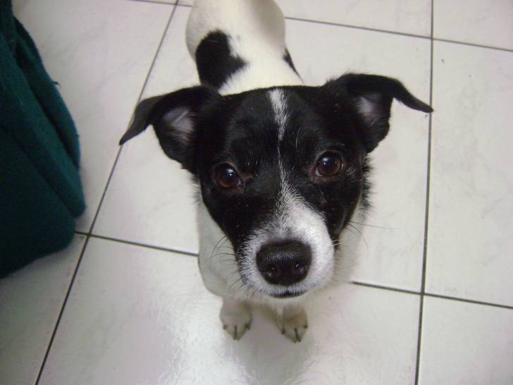 Matias - Fox Terrier à Poil Lisse Mâle (5 ans)