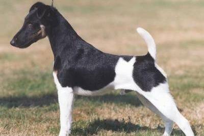 Fox Terrier à poil lisse - Fox Terrier à Poil Lisse
