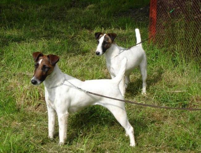 Fox terriers à poil lisse de Camp Rémy - Fox Terrier à Poil Lisse