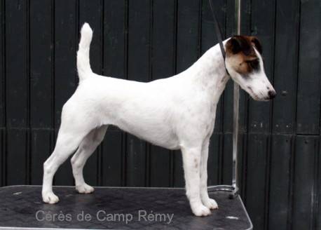 Cérès de Camp Rémy : Fox terrier à poil lisse - Fox Terrier à Poil Lisse